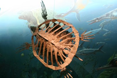 turtle skeleton.JPG