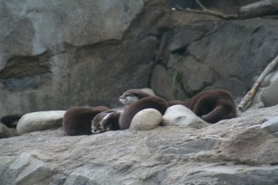 otters.JPG