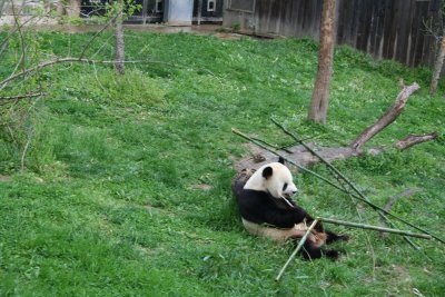 panda eating.JPG