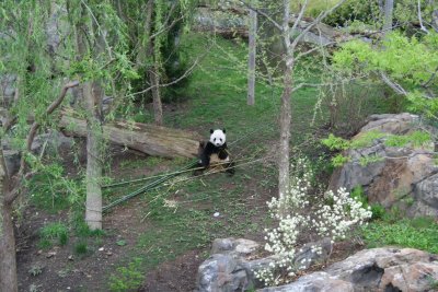 panda.JPG