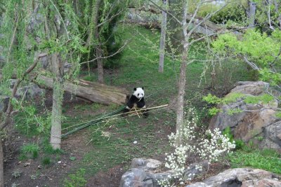 panda2.JPG