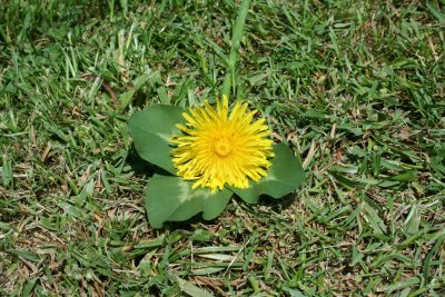 sarah flower.JPG