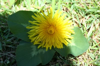 sarah flower2.JPG
