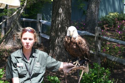 bald eagle.JPG