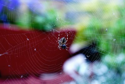 spider_net