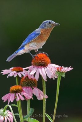 Bluebird on coneflower