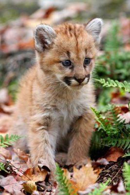 Baby cougar