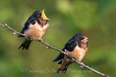 Baby swallows