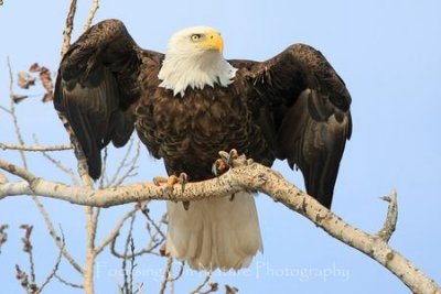 Bald eagle take off