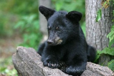Bear cub on log