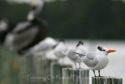 Birds on dock