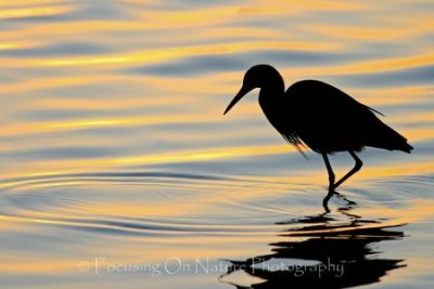 Blue heron in sunrise