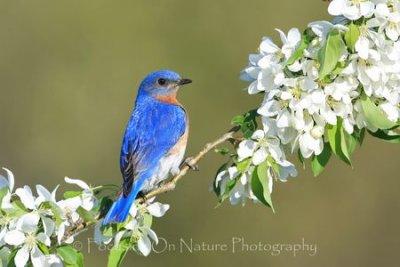Bluebird in apple blossoms