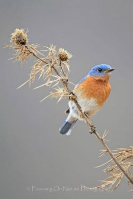Bluebird on flower