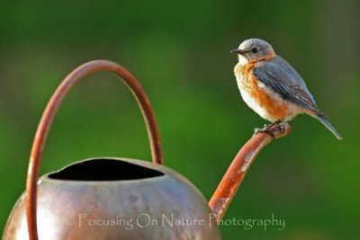 Bluebird on watering can