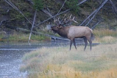 Bugling elk