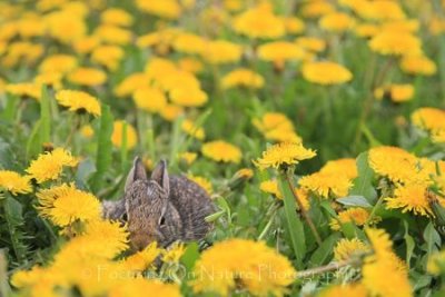 Bunny in dandelions