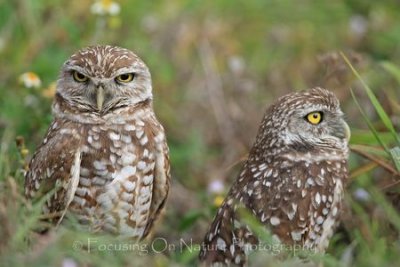 Burrowing owls and flowers