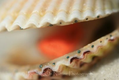 Calico clam macro