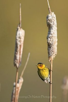 Cape May warbler