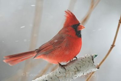 Cardinal in snow on birch