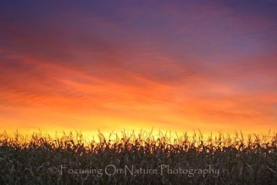 Corn field sunrise