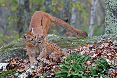 Cougar and baby
