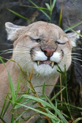 Cougar chewing grass