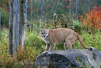 Cougar in fall colors