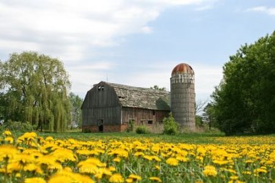 Dandelion farm