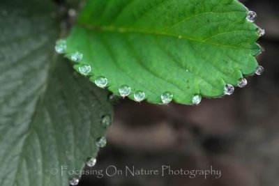 Dewdrops on strawberry leaves