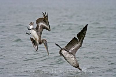 Diving pelicans