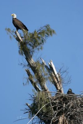 Eagle and chicks