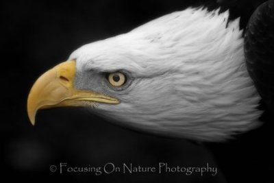 Eagle portrait