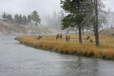 Elk by steamy river