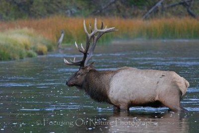 Elk crossing stream