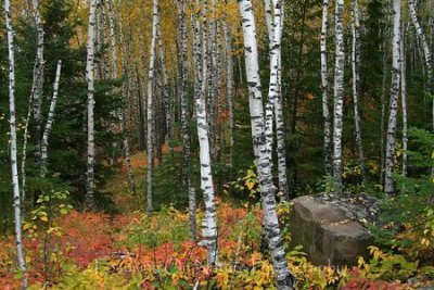 Fall birch forest