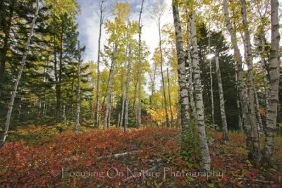 Fall birch forest