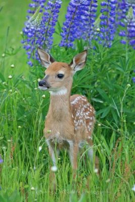 Fawn and lupine