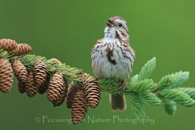 Field sparrow and pinecones