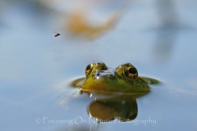 Frog eying bug