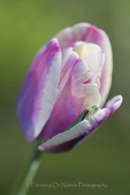 Frog in tulip