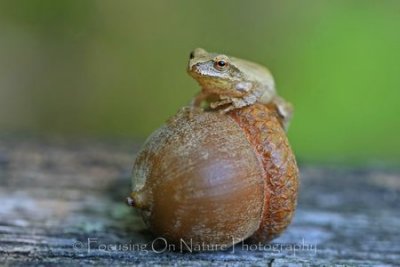 Frog on acorn