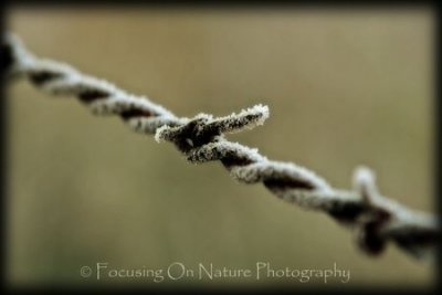 Frosty barbed wire