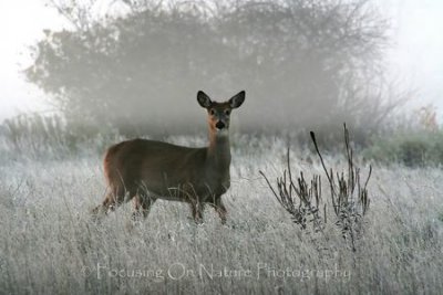 Frosty morning deer