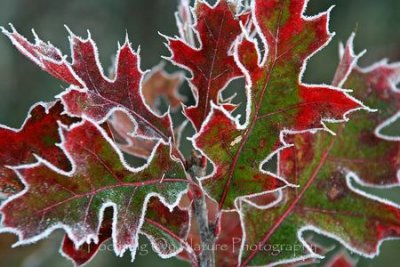 Frosty oak leaves