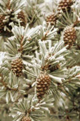 Frosty pine cones