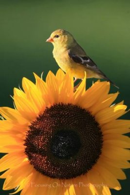 Goldfinch and sunflower