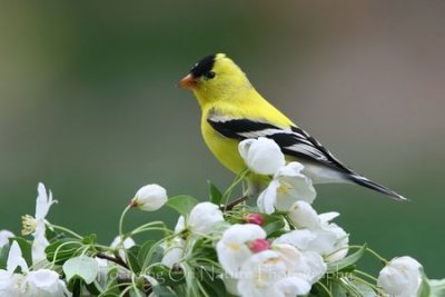 Goldfinch in apple blossoms