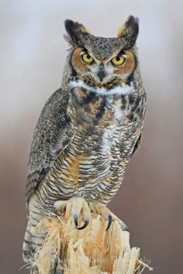 Great horned owl on log